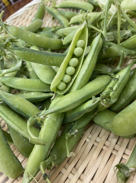 【京都産・新物】うすいえんどう1kg**路地物です**※※購入数は2つ(2kgまで)でお選びください※※京野菜ギフトにもおすすめ!
