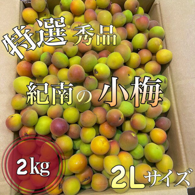 **小梅の旬は大変短いです*特上おすすめ**【紀州特産**小梅】**特選秀品**和歌山県産 L〜2Lサイズ 約2kg※小粒の梅干しに最適※*旬の食材*時期もの*梅干し用*うめ*ウメ*生梅*お取り寄せ**梅仕事*カリカリ梅*※小梅の取り扱いについて必ずお読みください※のサムネイル