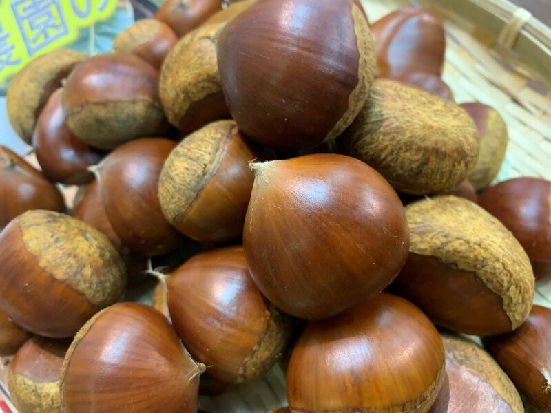 愛媛産栗4Lサイズ500g