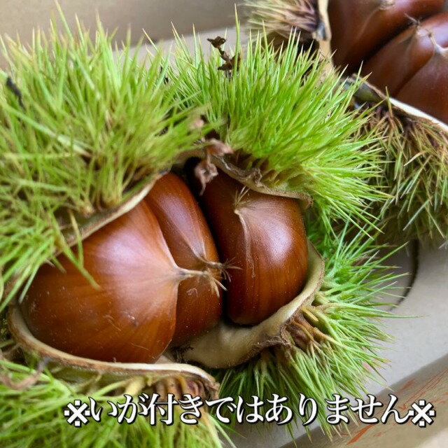 希少限定*逸品!特選*丹波栗たんばくり2Lサイズ京丹波産約1kg※購入数2つ以上は送料変更となります※*ギフトにもおすすめ*誕生日*お歳暮*季節の贈り物*新鮮*お取り寄せ*厳選品*和栗ギフト*生栗2l*御歳暮*旬の食材*極上品(筑波・銀寄せ・石鎚)