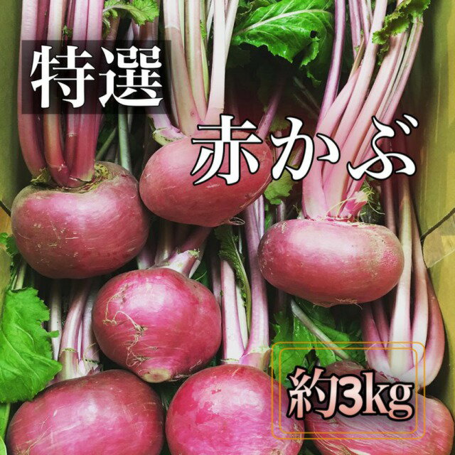 【厳選秀品】赤かぶ（葉付） 京都府産又は滋賀県産*約3kg(4〜7玉)※※送料サイズを抑えるため葉は切り分けてお包みします※※*お取り寄せ*京野菜ギフトにもおすすめ*京やさい*贈答*ギフト*感謝*お歳暮*御歳暮*お正月用食材*株*かぶ*カブ*誕生日*かぶら*旬の食材*蕪