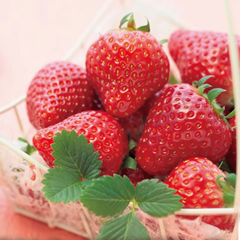 清川屋の春いちご 3L15粒 ( 産地直送 山形県産 完熟 苺 いちご イチゴ とちおとめ ギフト 贈り物 )のサムネイル