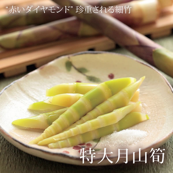 特大月山筍 500g ( 山形県 産地直送 たけのこ タケノコ 細筍 山菜 )のサムネイル
