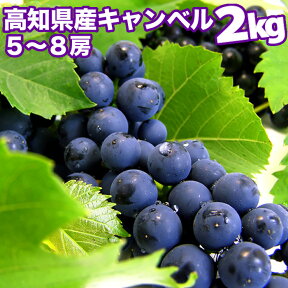 暑い夏には！懐かしのあのブドウ高知県産キャンベル　2kg入り(5〜10房)送料無料：7月下旬頃より発送開始！沖縄本土と北海道は別途送料全国の離島は発送不可