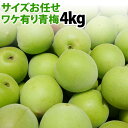 【送料無料】ワケ有り青梅!サイズお任せ4kg入り！ 【高知県産】 （冷蔵便は別途料金）6月上旬頃より ...