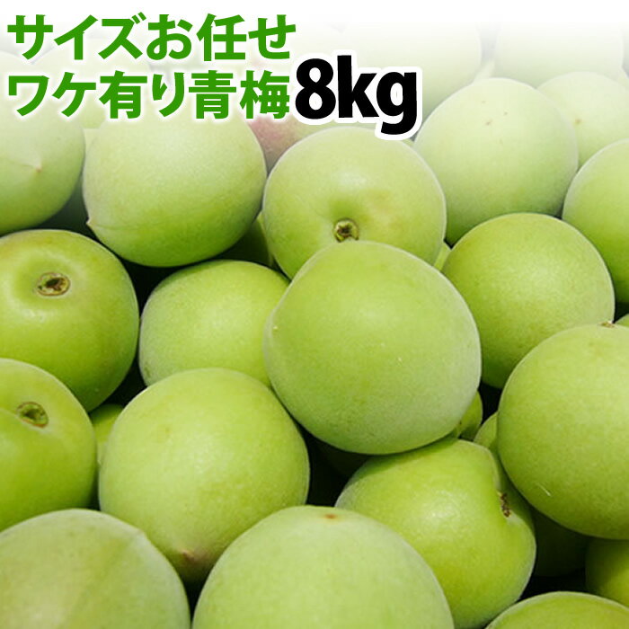 鮮度が命!【送料無料】ワケ有り青梅サイズお任せ8kg入り!楽天最安値に挑戦します!朝積み新鮮便♪【クール冷蔵便にて発送】【高知県産】発送期間5月中旬~6月下旬頃随時発送いたします。