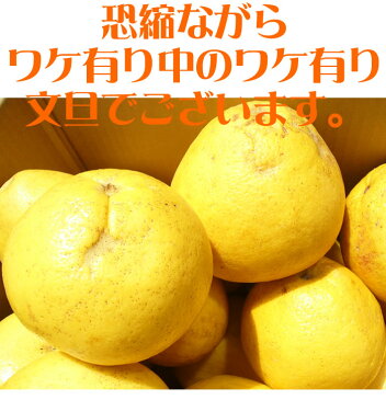 【送料無料】 キングofワケ有！訳ありチャンピオン！高知産10kg加工用土佐文旦沖縄県と離島は配送不可北海道へお届けの商品は1個あたり380円の送料が加算されます！