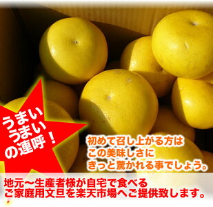 文旦土佐文旦文旦家庭用送料無料文旦訳あり産直龍馬くんぶんたん文旦10kg文旦訳あり10kg訳あり文旦産直龍馬