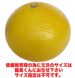 大玉限定!4L〜3Lサイズ約10kg文旦!【送料無料】高知産土佐文旦の訳ありご家庭用ぶんたん3月上〜中旬頃発送沖縄と離島は別途送料が必要です。