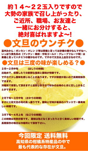 文旦土佐文旦文旦家庭用送料無料文旦訳あり産直龍馬くんぶんたん文旦10kg文旦訳あり10kg訳あり文旦産直龍馬