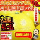 大玉限定!4L〜3Lサイズ約10kg文旦!【送料無料】 高知...
