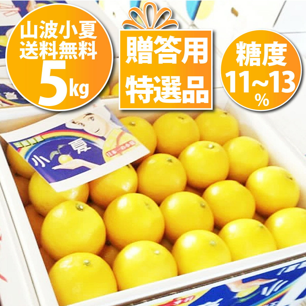 【送料無料】 高知産 山波小夏研究会温室小夏約5kg 贈答用