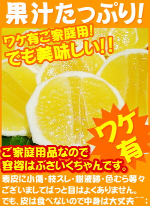 訳アリ【送料無料】ご家庭用初夏の香り!土佐小夏♪甘酸っぱい果汁が!お口いっぱいに広がります!ワケ有りサイズお任せ♪日向夏・ニューサマーオレンジ!愛媛県では「ニューサマーオレンジ」!宮崎県では「日向夏」約