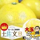 土佐文旦 大玉5kgサイズ3L～2Lサイズ約5kg文旦！【送料無料】 高知産 土佐文旦の訳あり ご家庭用 ぶんたん2月上中旬…