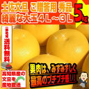 【送料無料】 土佐文旦 ご贈答用 秀品 綺麗な大玉4L〜3L...