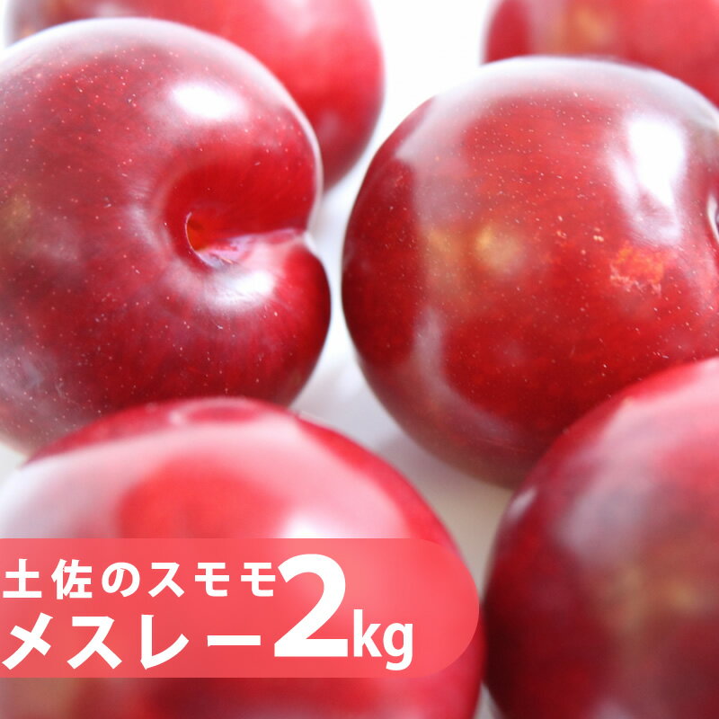 【送料無料】プラム(すもも) メスレー約2kg入り朝積み新鮮便！発送期間6月中旬〜発送予定【クール冷蔵便にて発送】【高知県産】沖縄・北海道・離島は鮮度と運賃の為発送不可です。すもも：：プラム酒：スモモのサムネイル