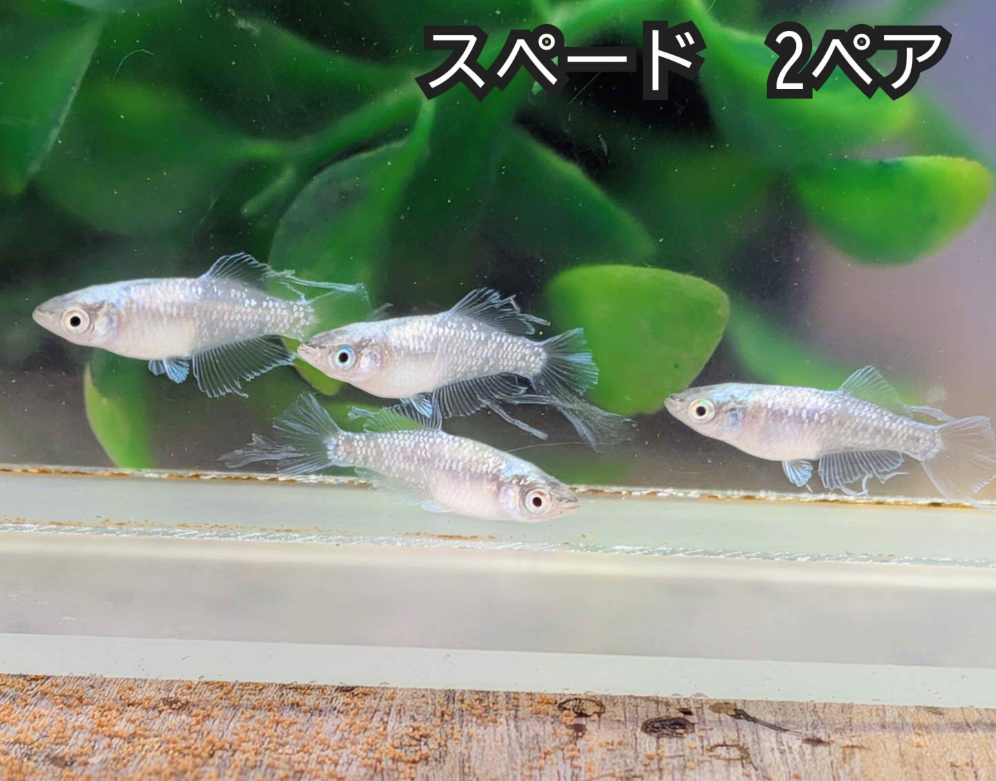 P5倍 2025年秋産 送料無料 成魚販売 スペードめだか 2ペア サイズ20ミリ前後 送料無料 メダカ 観賞魚 ビオトープ めだか生体 水槽 ラメメダカ めだか成魚 スワロー 風雅 夢中めだか