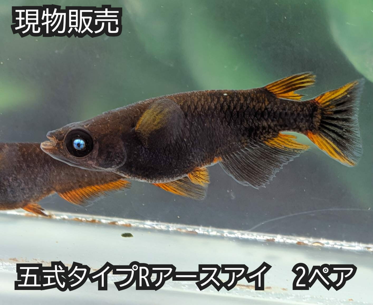 送料無料 若魚販売 五式typeR ブルーアースアイめだか 2ペア サイズ25ミリ前後 送料無料 メダカ 観賞魚..