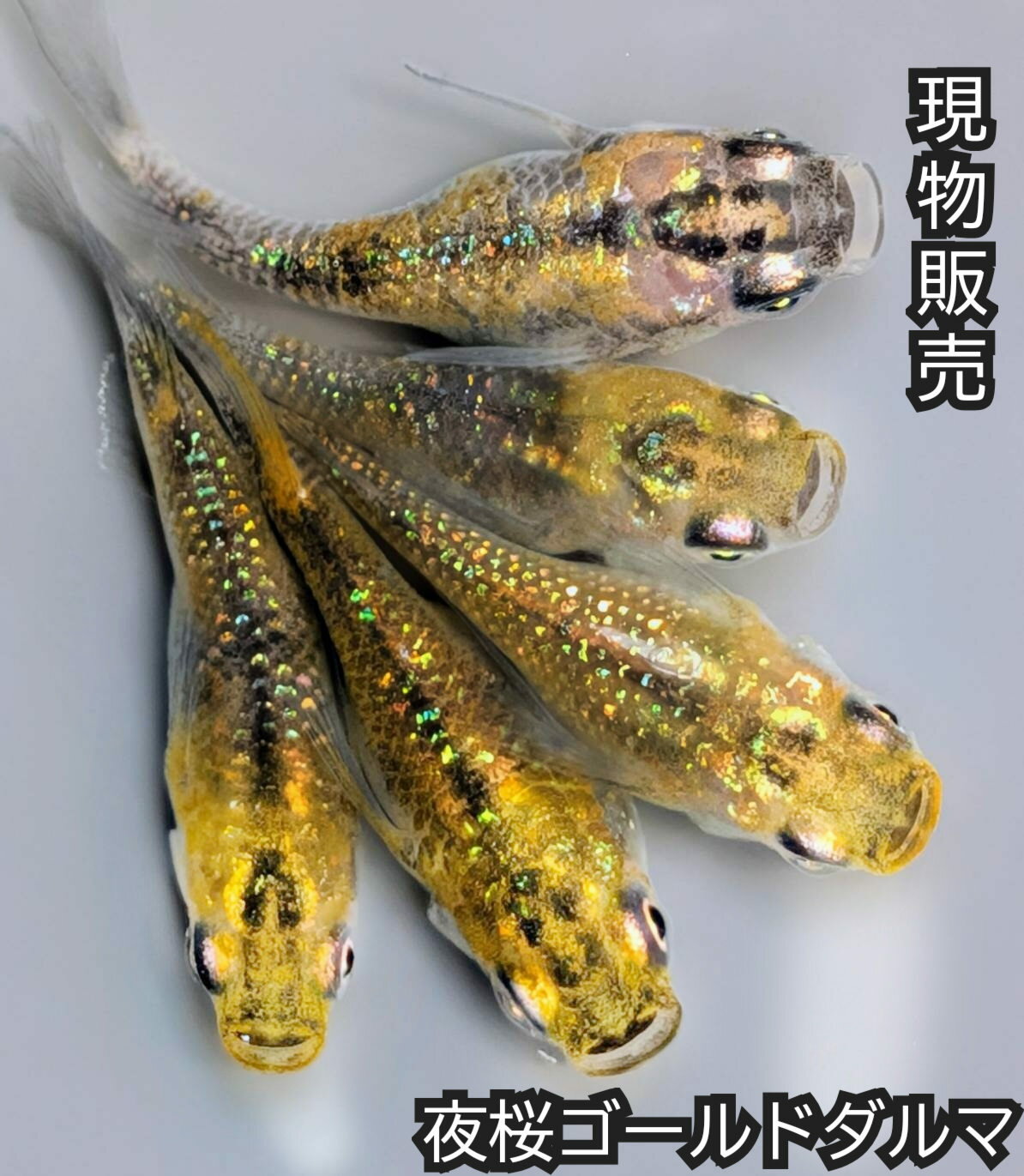 P5倍現物販売送料無料夜桜ゴールド...