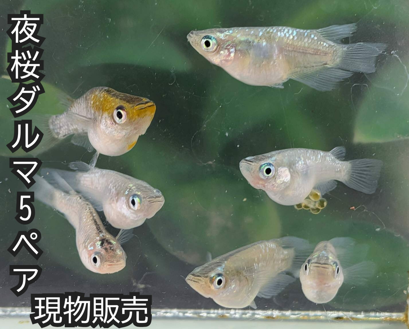 現物販売 送料無料 成魚販売 夜桜ダルマめだか 10匹 5ペア サイズMLサイズ 送料無料 メダカ 観賞魚 ビオトープ めだか生体 水槽 ラメメダカ めだか成魚 だるまめだか 夜桜ゴールドだるま
