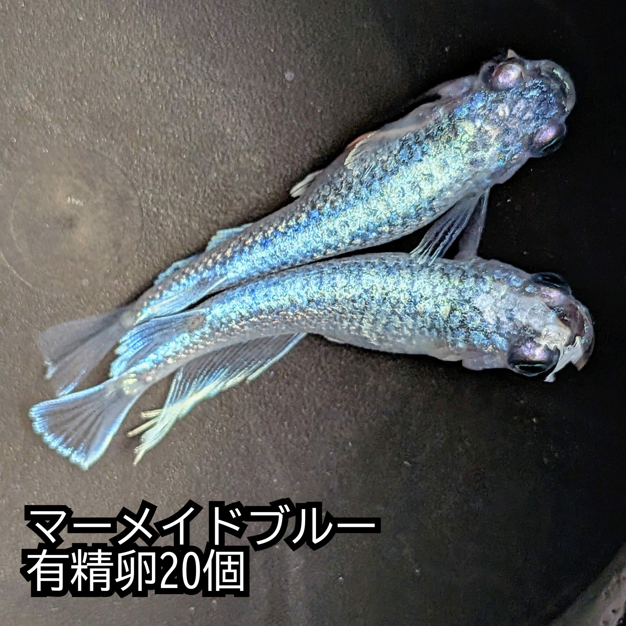 送料無料 魚卵販売 マーメイドブルーめだかの有精卵20個+α メダカ 観賞魚 ラメ ビオトープ めだか生体 水槽 ラメめだか