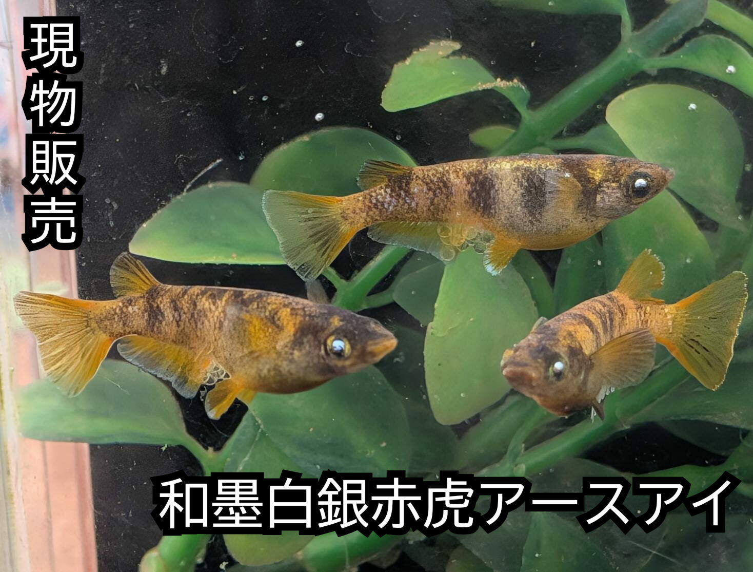 現物販売 和墨白銀赤虎アースアイめだか オス1メス2 サイズ30ミリ前後 送料無料 メダカ 観賞魚 ビオトープ めだか生体 水槽 白斑めだか 和墨めだか アースアイ グロウボディ ぱれっとめだか