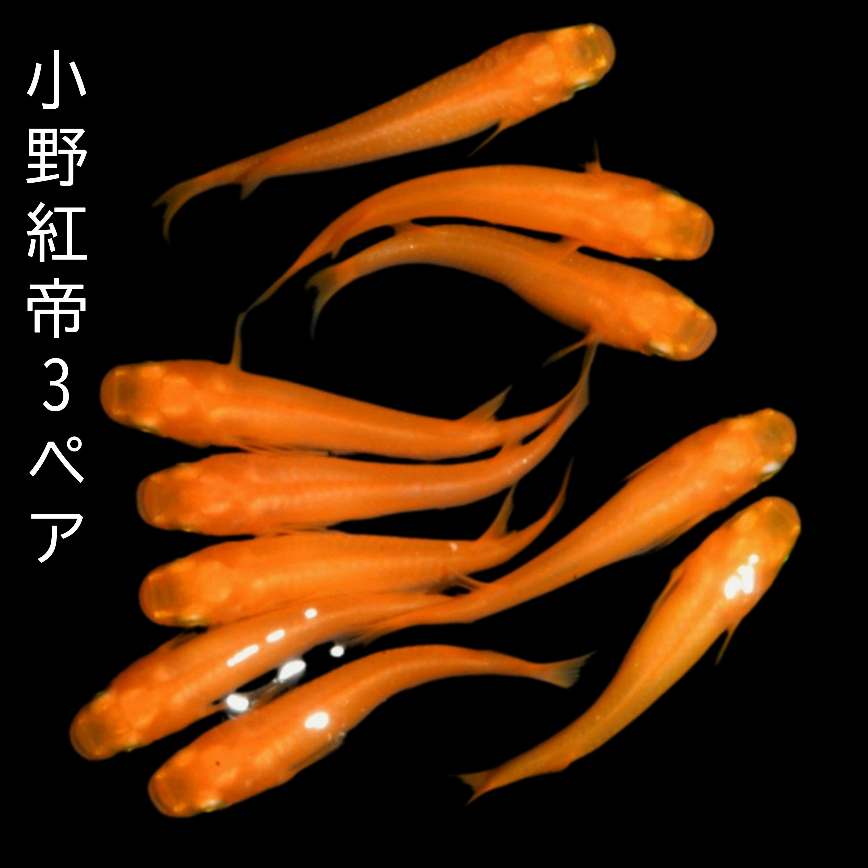 楽天P2倍 送料無料 小野紅帝めだか3ペア　サイズ30ミリ前後 メダカ 観賞魚 ラメ ビオトープ めだか生体 水槽 紅帝めだか 楊貴妃めだか 産卵可能サイズ 安心サイズ