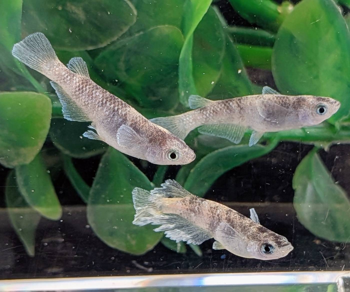 送料無料 若魚販売 蛇墨武-澪めだか 2ペア サイズ20ミリ前後 メダカ 観賞魚 ビオトープ めだか生体 水槽 幹之めだか 鏡鱗