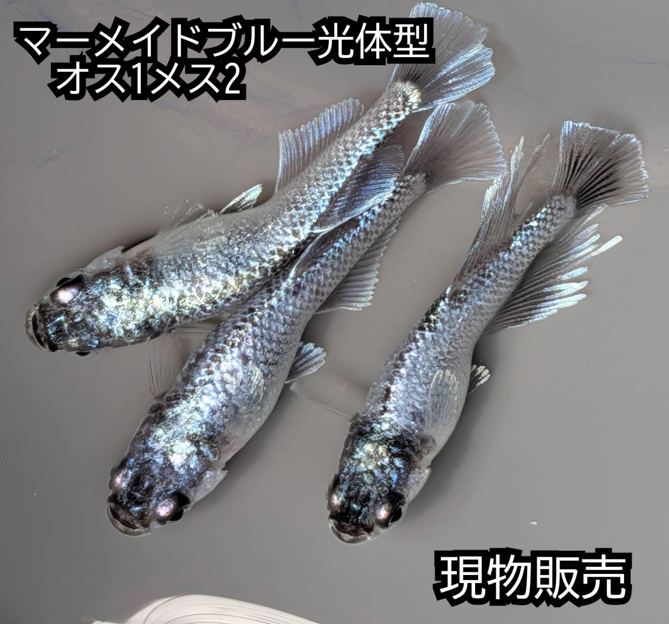 送料無料 成魚販売 マーメイドブルー光体型めだか オス1メス2 サイズ25ミリ前後 メダカ 観賞魚 ビオトープ めだか生体 水槽 幹之めだか ロングフィン ハイフィン