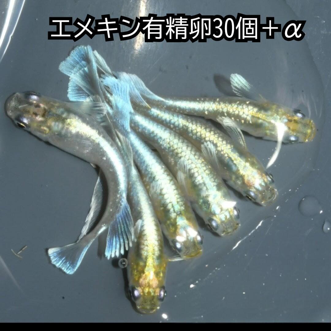 商品画像1