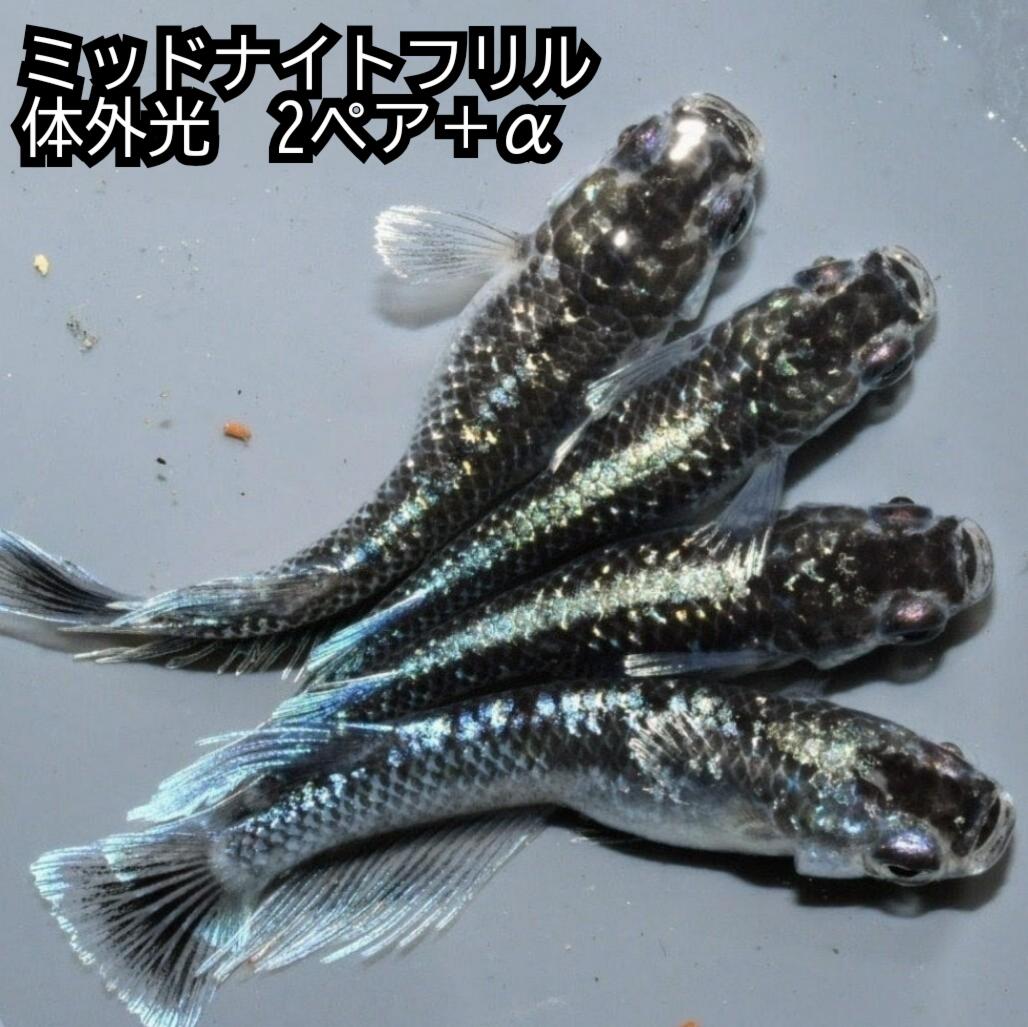 商品画像2