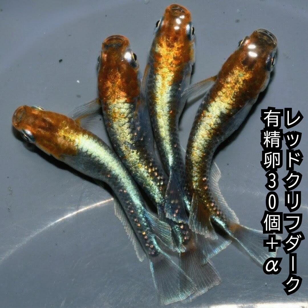 送料無料魚卵販売レッドクリフダーク...