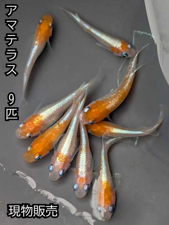 商品画像1