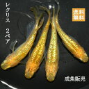 商品画像2
