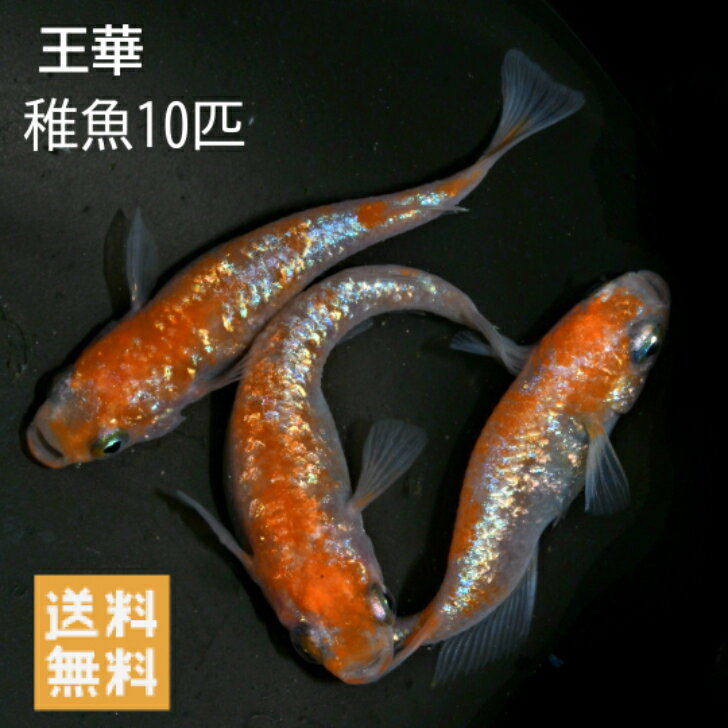 送料無料 楽天P5倍 稚魚販売 王華めだか10匹 サイズ10～15ミリ前後 メダカ 観賞魚 ラメ ビオトープ めだか生体 水槽 紅白めだか 紅白ラメめだか 紅白極ラメめだかのサムネイル