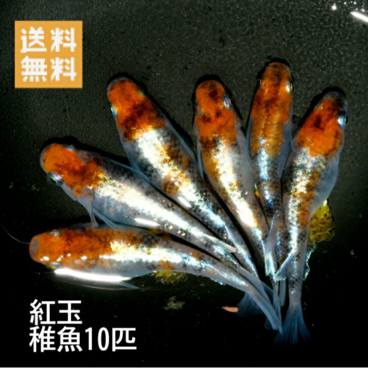 送料無料 楽天P2倍 稚魚販売 紅玉めだか10匹 サイズ10～15ミリ前後 メダカ 観賞魚 ラメ ビオトープ めだか生体 水槽 三色めだか 紅玉めだか 菊銀紅玉めだか 朱赤めだかのサムネイル
