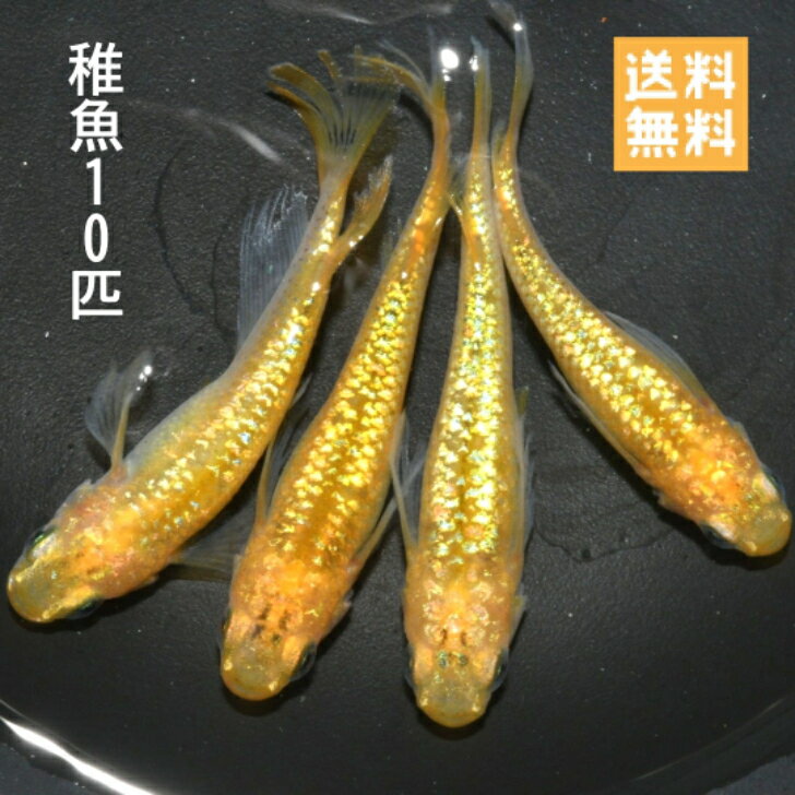 送料無料 楽天P5倍 稚魚販売 レクリスめだか稚魚10匹 黄金ラメ系統 ヒレ長めだか サイズ10〜15ミリ前後 送料無料 メダカ 観賞魚 ラメめだか ビオトープ めだか生体 水槽 ラメメダカのサムネイル
