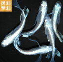 商品画像3