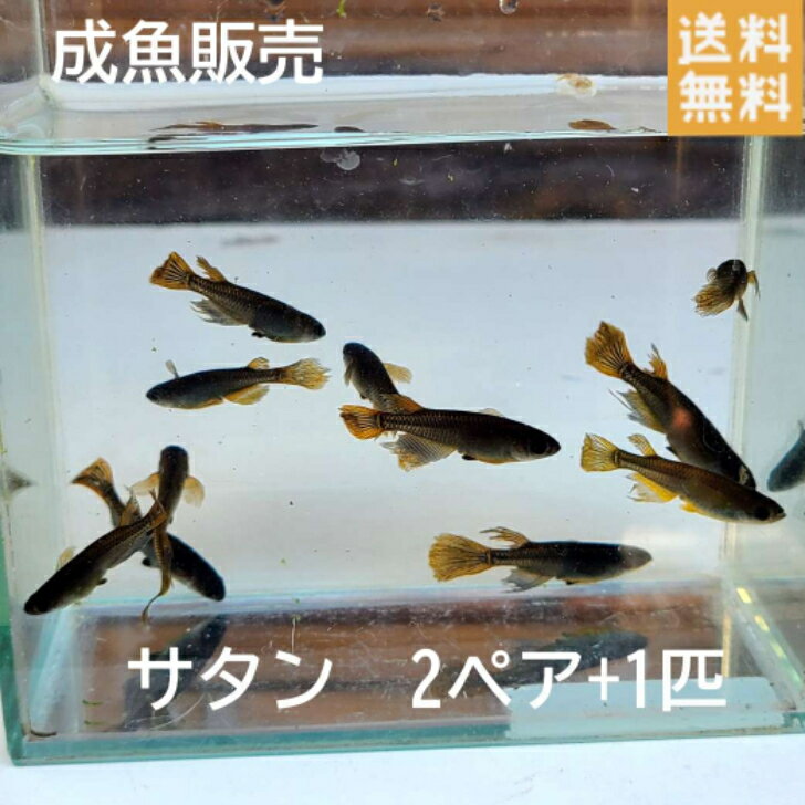 送料無料 楽天P5倍 成魚販売 サタンめだか 2ペア+1匹 ヒレ長めだか サイズ30ミリ前後 メダカ 観賞魚 めだか ビオトープ めだか生体 水槽 産卵サイズ 安心サイズのサムネイル