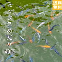 送料無料 P5倍 ミックスめだか販売 ミックスめだか 40匹+α サイズ20ミリ前後 送料無料 メダカ 観賞魚 めだか ビオトープ めだか生体 水槽 オロチめだか みゆきラメめだか 夜桜めだか サファイアめだか 琥珀ラメめだか ユリシスめだか