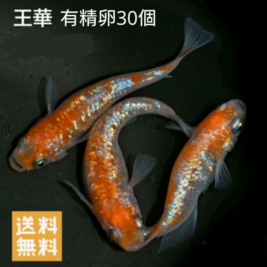 送料無料 楽天P5倍 魚卵販売 王華めだかの有精卵30個 メダカ 観賞魚 ラメ ビオトープ めだか生体 水槽 紅白めだか 紅白ラメめだか 朱赤めだか