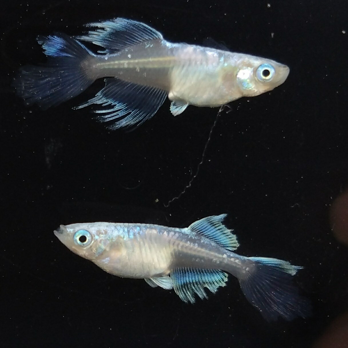 送料無料 魚卵販売 MDSの舞めだかの有精卵30個 メダカ 観賞魚 ラメ ビオトープ めだか生体 水槽 ヒレ長めだか 青蝶めだか