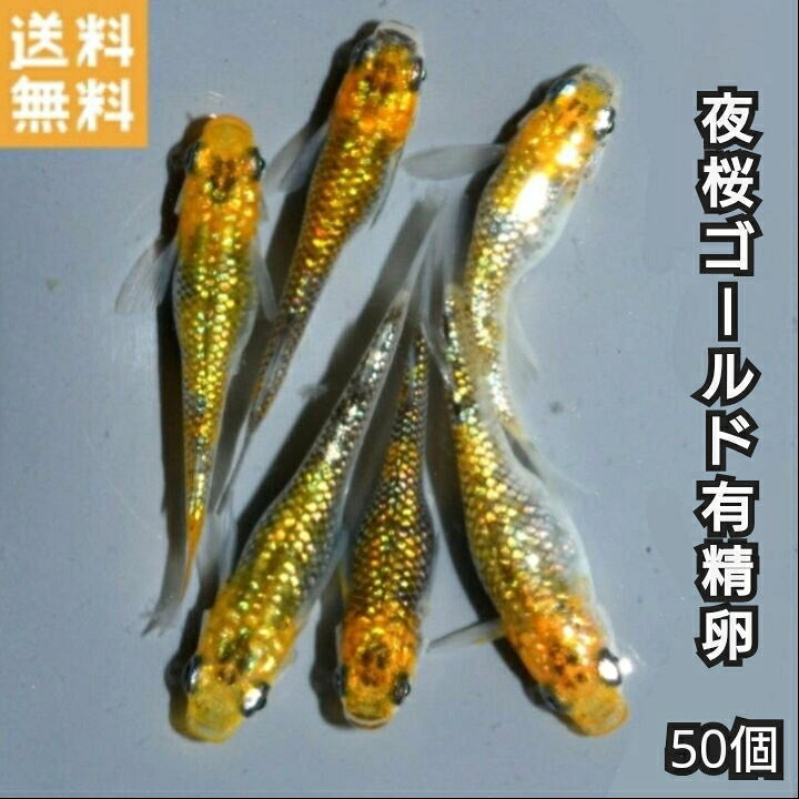 送料無料魚卵販売夜桜ゴールドめだか...