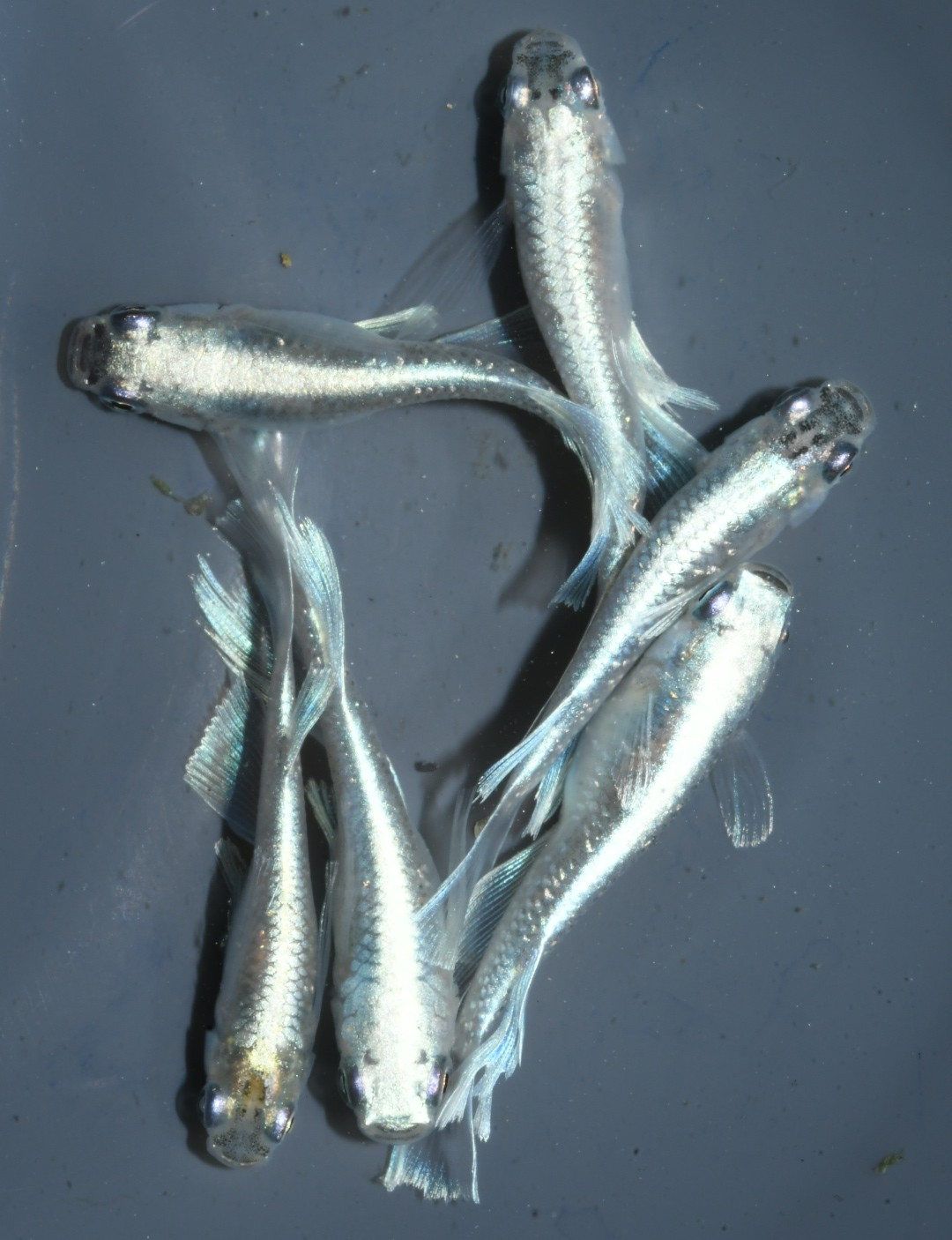 送料無料 2025若魚 マリアージュキッシングワイドフィンめだか 3ペア サイズ25ミリ前後 メダカ ...