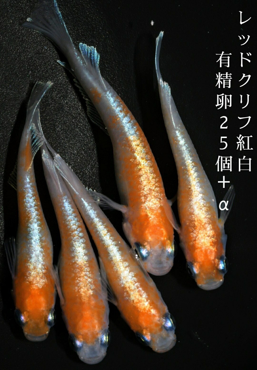 送料無料 楽天P5倍 魚卵販売 レッドクリフ紅白タイプめだかの有精卵25個+α メダカ 観賞魚 ラメ ビオトープ めだか生体 水槽 ラメめだか