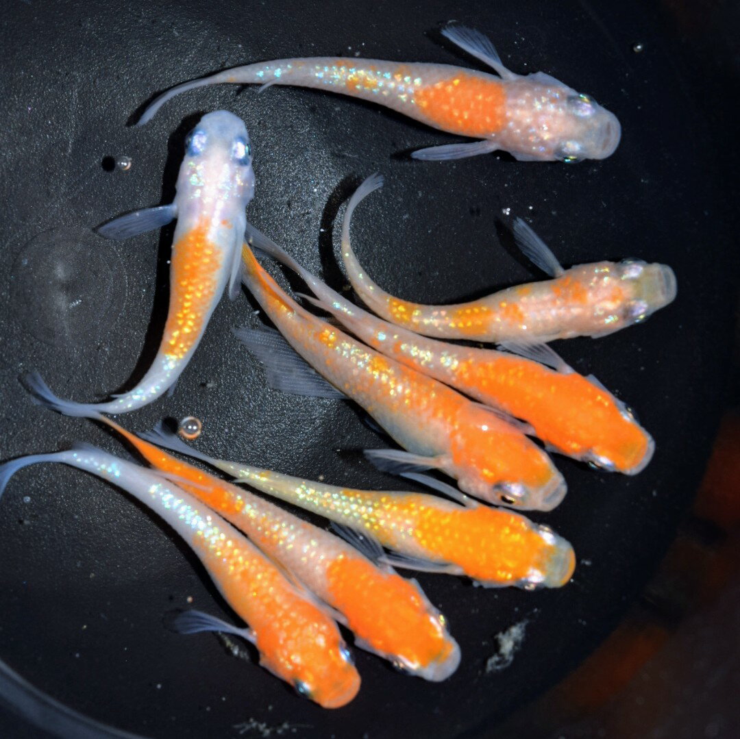 楽天市場】華メダカの通販