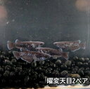 楽天 送料無料 若魚販売 曜変天目めだか2ペア サイズ20~25ミリ前後 送料無料 メダカ 観賞魚 ビオトープ めだか生体 水槽 ラメメダカ めだか成魚