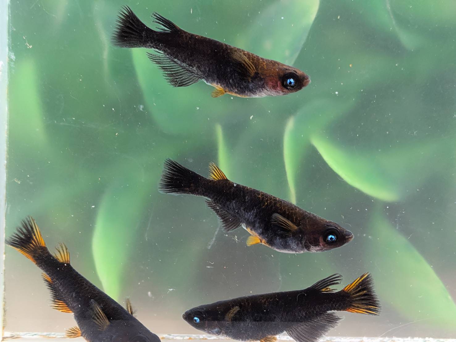 P5倍 送料無料 稚魚販売 五式typeR ブルーアースアイめだか 10匹+＠ サイズ10ミリ前後 送料無料 メダカ 観賞魚 ビオトープ めだか生体 水槽 ラメメダカ めだか成魚 GODめだか ブラックリム