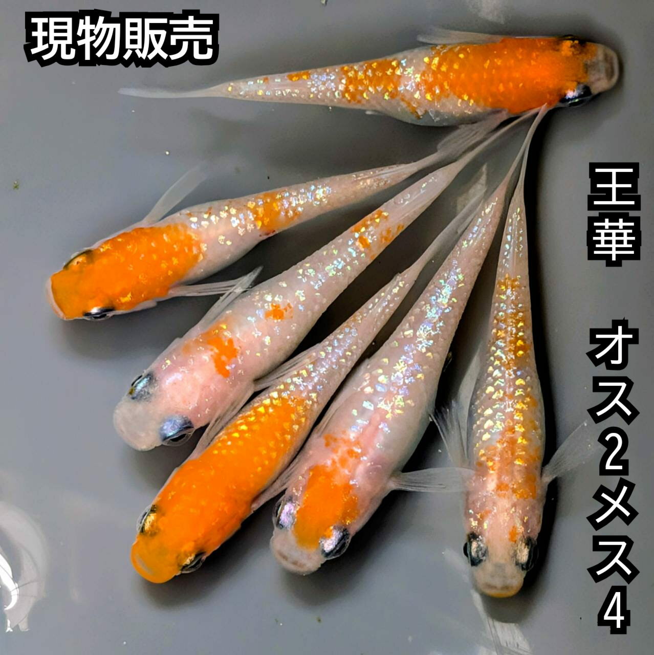 送料無料 楽天P5倍 現物販売 王華めだかオス2メス4 サイズ25ミリ前後 メダカ 観賞魚 ラメ ビオトープ めだか生体 水槽 紅白めだか 紅白ラメめだか 紅白極ラメめだか