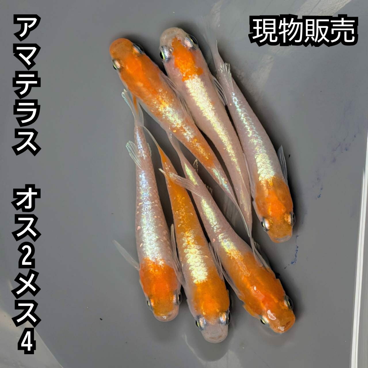 楽天P5倍 現物販売 送料無料 若魚販売 アマテラスめだか オス2メス4 サイズ30ミリ前後 メダカ 観賞魚 ビオトープ めだか生体 水槽 幹之めだか 紅白めだか 天照めだか